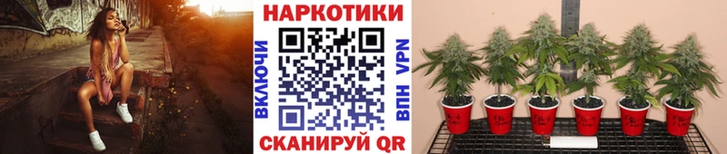 Купить наркотики сайты Хадыженск МДМА  Канабис  ЭКСТАЗИ  Гашиш  Меф  АМФЕТАМИН  Галлюциногенные грибы 